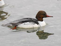 Attēlu rezultāti vaicājumam “Mergus merganser”