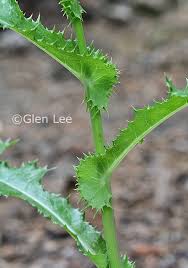 Attēlu rezultāti vaicājumam “Sonchus asper leaf”