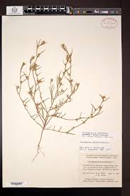 Attēlu rezultāti vaicājumam “Corispermum hyssopifolium”