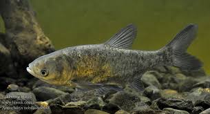 Image result for Hypophthalmichthys nobilis