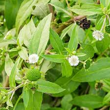 「タカスギ・サブロウタ」の画像検索結果