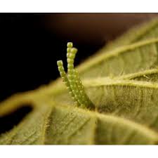 Attēlu rezultāti vaicājumam “Araschnia levana larva”