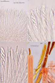 Attēlu rezultāti vaicājumam “Hymenoscyphus sp.”