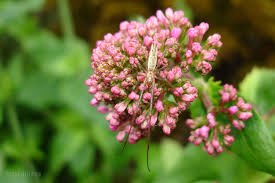 Attēlu rezultāti vaicājumam “Tetragnatha montana”
