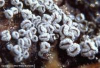 Attēlu rezultāti vaicājumam “Proliferodiscus pulveraceus”