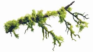 Attēlu rezultāti vaicājumam “Usnea filipendula”