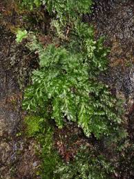 Attēlu rezultāti vaicājumam “Homalia trichomanoides sporophyte”