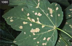 Attēlu rezultāti vaicājumam “Eriophyes padi”