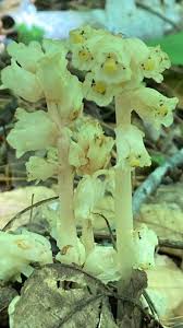 Attēlu rezultāti vaicājumam “Monotropa hypopitys fruit”