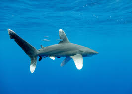 Image result for Carcharhinus longimanus