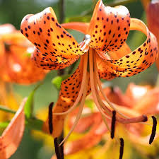 Attēlu rezultāti vaicājumam “Lilium lancifolium flower”