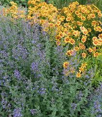 Attēlu rezultāti vaicājumam “Nepeta x faassenii”