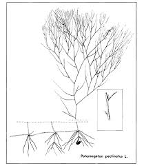 Attēlu rezultāti vaicājumam “Stuckenia pectinata”