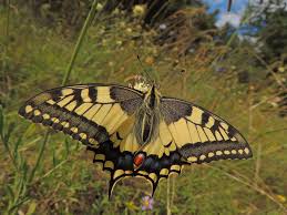 Attēlu rezultāti vaicājumam “Papilio machaon upperside”