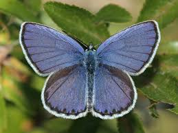 Attēlu rezultāti vaicājumam “Plebejus argyrognomon”