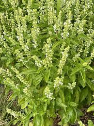 Attēlu rezultāti vaicājumam “Ocimum basilicum”