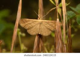 Attēlu rezultāti vaicājumam “Idaea serpentata”