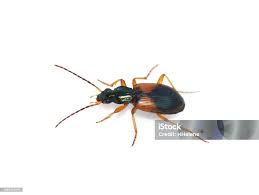 Attēlu rezultāti vaicājumam “Anchomenus dorsalis”