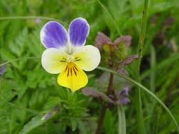 Attēlu rezultāti vaicājumam “Viola tricolor flower”