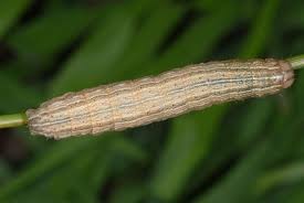 Attēlu rezultāti vaicājumam “Mythimna impura”