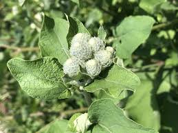 Attēlu rezultāti vaicājumam “Arctium tomentosum”