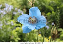 Image result for Meconopsis betonicifolia