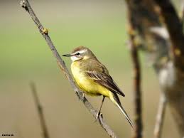 Attēlu rezultāti vaicājumam “Motacilla flava flava”