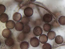 Attēlu rezultāti vaicājumam “Diderma rufostriatum sessile”