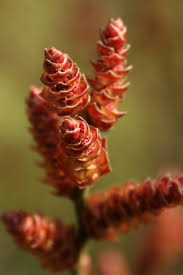 Attēlu rezultāti vaicājumam “Myrica gale male flower”