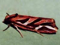 Attēlu rezultāti vaicājumam “Tortricidae”