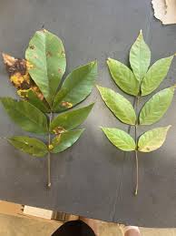 Attēlu rezultāti vaicājumam “Carya”