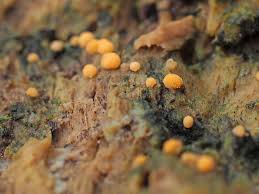 Attēlu rezultāti vaicājumam “Bactridium flavum”