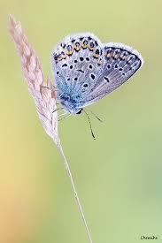 Attēlu rezultāti vaicājumam “Plebejus idas”