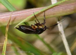 Attēlu rezultāti vaicājumam “Capsus ater”