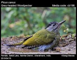 Attēlu rezultāti vaicājumam “Picus canus female”