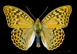 Attēlu rezultāti vaicājumam “Argynnis laodice male”