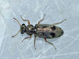 Attēlu rezultāti vaicājumam “Badhamiopsis praetermissa”