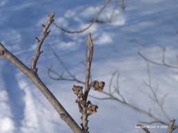 Attēlu rezultāti vaicājumam “Hamamelis japonica bud”