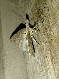 Attēlu rezultāti vaicājumam “Hypena rostralis”