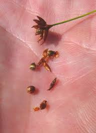 Attēlu rezultāti vaicājumam “Cladium mariscus bud”