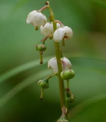 Attēlu rezultāti vaicājumam “Pyrola media”