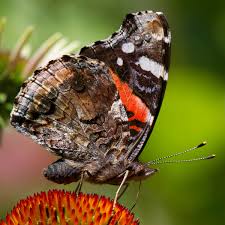 Attēlu rezultāti vaicājumam “Vanessa atalanta upperside”