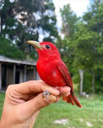 Image result for Piranga rubra