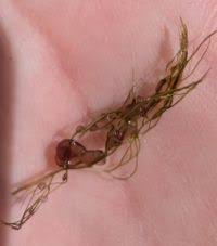 Attēlu rezultāti vaicājumam “Chara contraria”