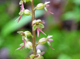 Attēlu rezultāti vaicājumam “Listera cordata fruit”