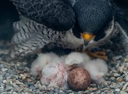 Attēlu rezultāti vaicājumam “Maculinea alcon eggs”