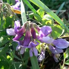 Attēlu rezultāti vaicājumam “Lathyrus japonicus subsp. maritimus”