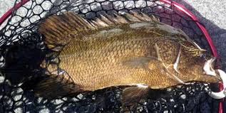 Image result for Lobotes surinamensis