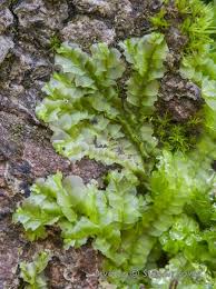 Attēlu rezultāti vaicājumam “Chiloscyphus”