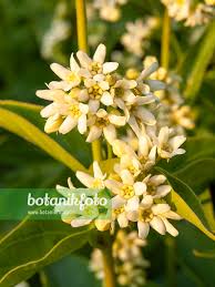 Attēlu rezultāti vaicājumam “Vincetoxicum hirundinaria”